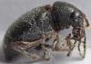 Otiorhynchus meridionalis